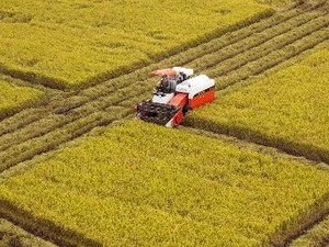 Rice harvesting in a large-scale paddy field in Hau Giang province (Photo: VNA)